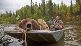 Alaskan brown bear hunt in the fall: Conservation Explained