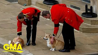 Queen Elizabeth II's corgis and pony await her coffin at Windsor Castle l GMA