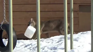 Пума Бостон играет с канистрой 🐾 ПАРК ЗЕМЛЯ ПРАЙДА 🌿