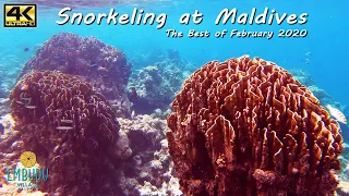 Snorkeling at Maldives / Embudu Village / The Best of February 2020 / 4k 2160p