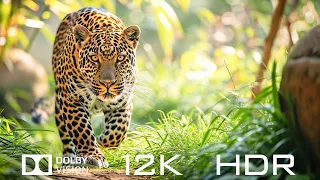 Animals of the World In Dolby Vision 12K HDR 60fps - Relaxing Piano Music with Nature Sounds