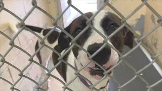 Animal shelter urges community to foster dogs amid surge in rescues