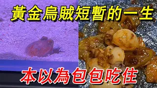 Golden squid's brief life  expected food & shelter  lived only a day [Wang Xiaowai]