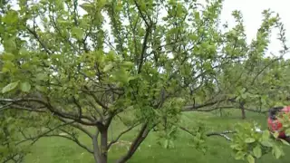 Pruning plum trees