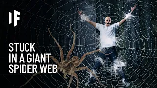 What If You Got Caught in a Giant Spider Web?