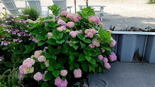 Pruning Blue Hydrangeas