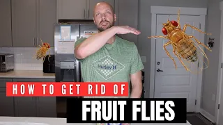 How to Get Rid of Fruit Flies and No-See-Ums