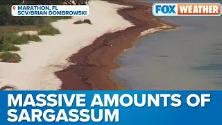 Massive Amounts of Sargassum Seaweed Continue Smothering Florida's Beaches