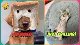 BEST CAT AND DOG MEMES COMPILATION OF 2024 V1 (FUNNY PET MEMES)