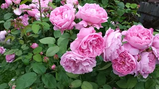 Английская роза " Мери Роуз".Ее плюсы и минусы.🌸🌸🌸🌸🌸