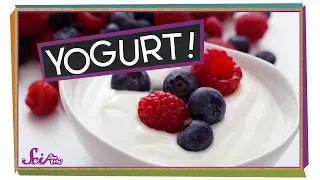 Where Does Yogurt Come From?