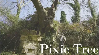 Pixie Tree