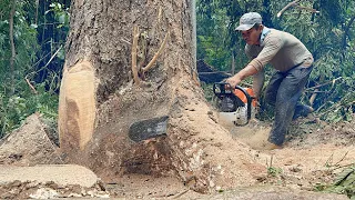 Strongest Chainsaw… Stihl ms881, Cutdown tree Fast & Easy‼️