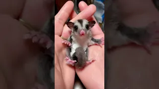 A Newborn Sugar Glider Is Only Half The Size Of A Hand|asmr|funny|sugarglider|animal|cute|funnyvideo