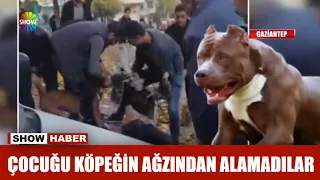 Çocuğu köpeğin ağzından alamadılar