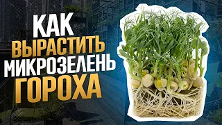 Технология выращивания микрозелени гороха! Бизнес Микрозелень! Как вырастить микрозелень горох?