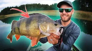 PERCH FISHING: Chatterbaits vs Softbaits 🔥 (new PB!!!)