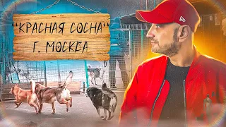 АНТУАН НАДЖАРЯН в приюте  "Красная Сосна"г. Москва