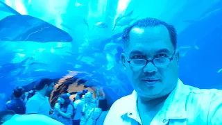 Dubai Mall Aquarium. Part 2
