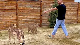 The first walk of puma Messi and cheetah Gerda after winter! Messi suddenly went outside to Gerda!