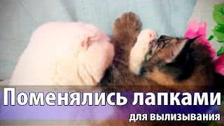 Кот вылизывает лапку рыси, а рысь вылизывает лапку кота