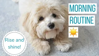 ROSCO'S MORNING ROUTINE | Life With a Maltipoo Puppy