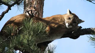 Colorado Mountain Lions