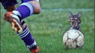 Most Unexpected and Funny Animal Interference Moments in Sports | Part 1