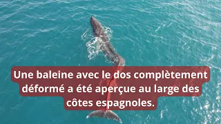 Une baleine avec le dos complètement déformé a été aperçue au large des côtes espagnoles