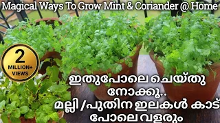 മല്ലി,പുതിന ഇലകൾ ഇനി കടയിൽ നിന്നും വാങ്ങുകയേ വേണ്ട|How To Grow Coriander and Mint Leaves at Home