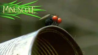 Minuscule - la conserve/Out of a Tin Can (Season 1)