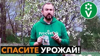 ТОЛЬКО ТАК можно обработать цветущий сад от вредителей!