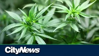 Business Report: Pot stocks continue to soar on Bay St.