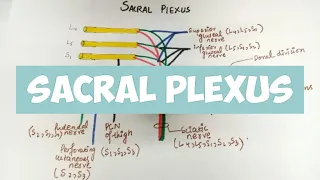 SACRAL PLEXUS Explanation 👍 🔥🔥