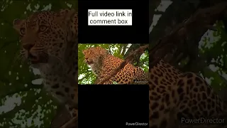 Crazy Revenge! Leopard revenge on eagle🐆🐆 🦅😱😱😮😯#shorts #