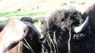Bison Behavior