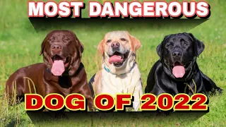 10 MOST DANGEROUS DOG BREEDS OF 2022 | SAMPONG PINAKA DILIKADONG ASO | SA BUONG MUNDO