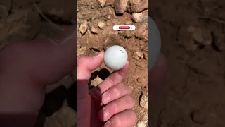 I Found A Dove EGG #shorts #birds #subscribe #animals