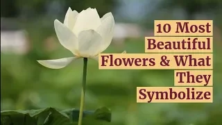 10 Most Beautiful Flowers & What They Symbolize