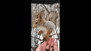 Ушастик ищет и находит орешки / Squirrel searches and finds nuts