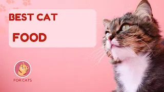 What are the top 4 healthiest cat foods?- The Results Will Surprise You! #shorts