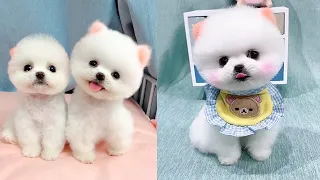 Cute and Funny Pomeranian Videos 75 #Shorts