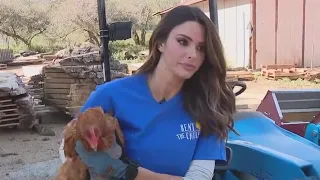 Jenn at Work: "Rent The Chicken"