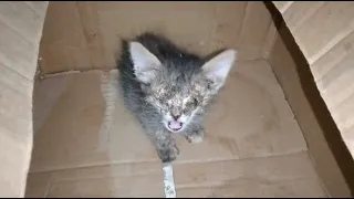 Rescue a sick kitten who was about to lose his sight