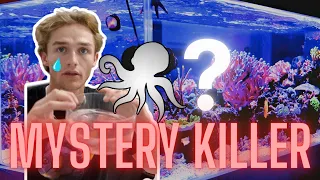 What MYSTERY CREATURE has been KILLING all of our CRABS???🦀(INSANE)