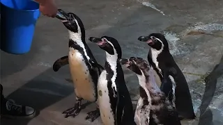Пингвины едят рыбу из рук