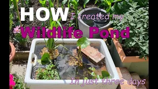 HOW I created my wildlife pond in just three days