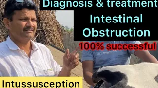 Intussusception in cow l impaction of rumen l intestinal obstruction l dr umar khan