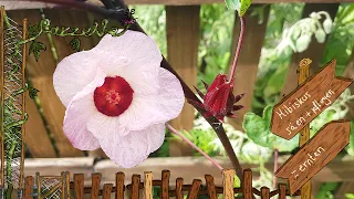 Hibiskus für Tee - pflanzen pflegen ernten