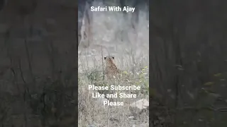 Leopard With Spotted deer kill on the Tree in Sariska. #video #shorts #sariska  #leopard #subscribe
